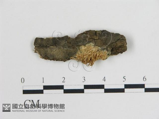 登錄號:F0017881藏品圖，第4張