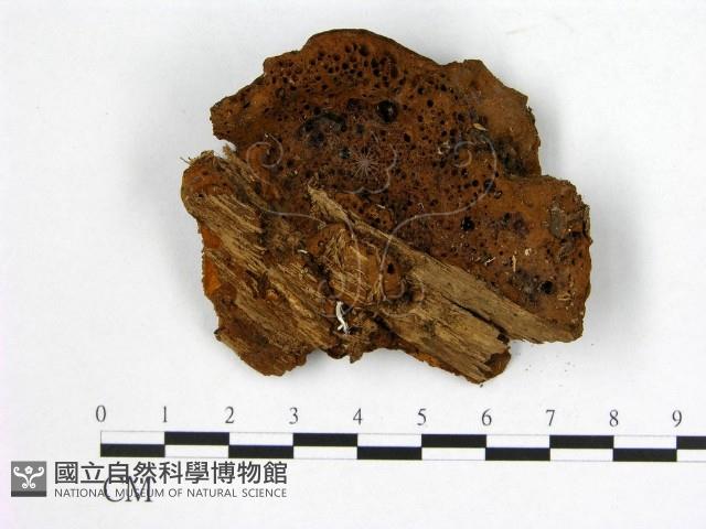 登錄號:F0005881藏品圖，第3張