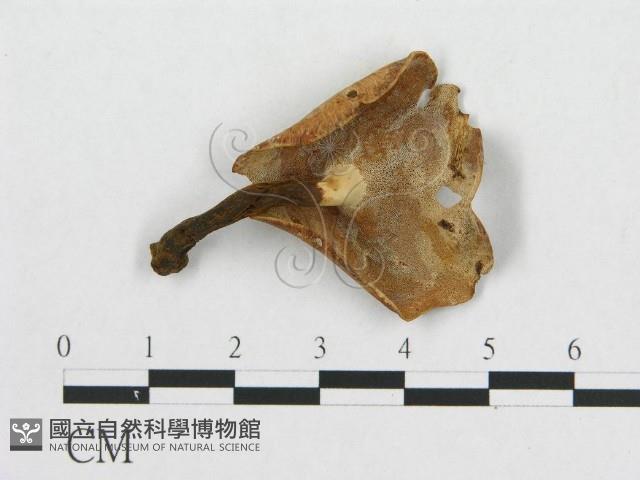 多孔菌屬藏品圖，第3張