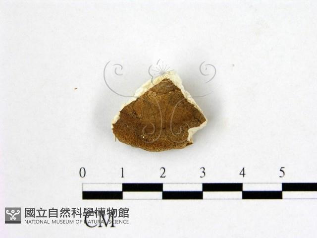 登錄號:F0019881藏品圖，第3張