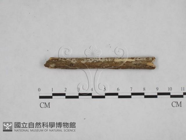 登錄號:F0008981藏品圖，第3張