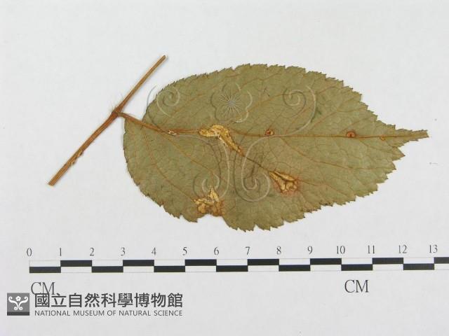 登錄號:F0018981藏品圖，第1張