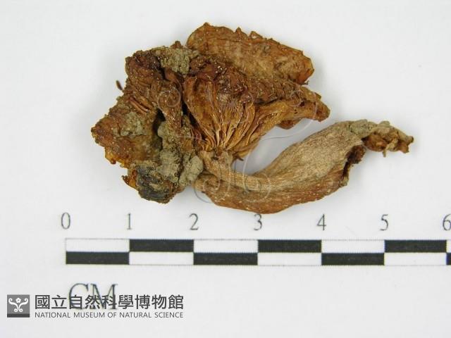 登錄號:F0010981藏品圖，第3張