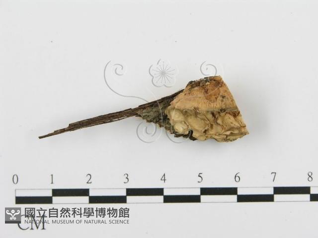 登錄號:F0001981藏品圖，第3張