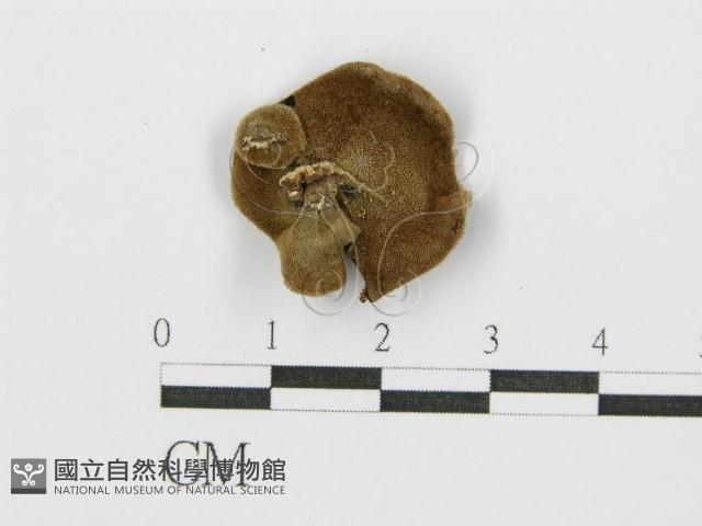 毛木耳藏品圖，第3張