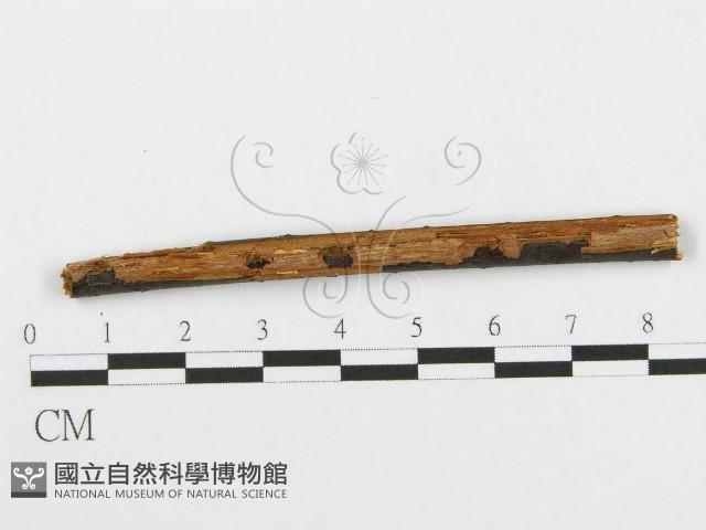 登錄號:F0014981藏品圖，第3張