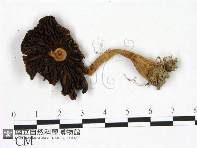 傘菌屬藏品圖，第3張