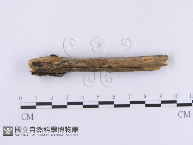 Accession Number:F0002981 Collection Image, Figure 3, Total 4 Figures