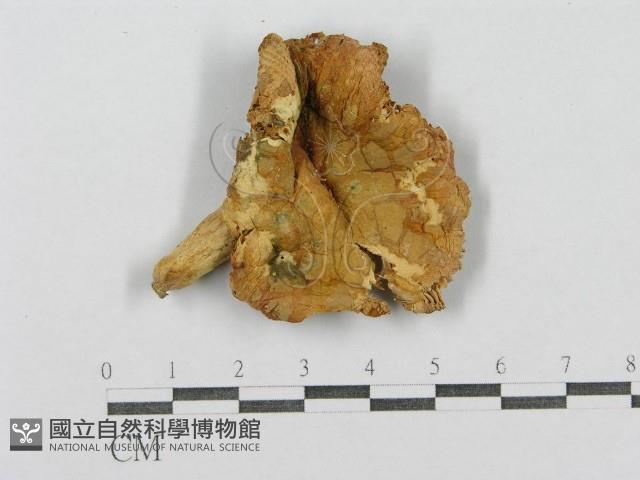 登錄號:F0012981藏品圖，第3張