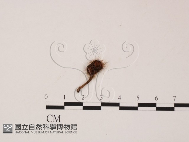 登錄號:F0007981藏品圖，第3張