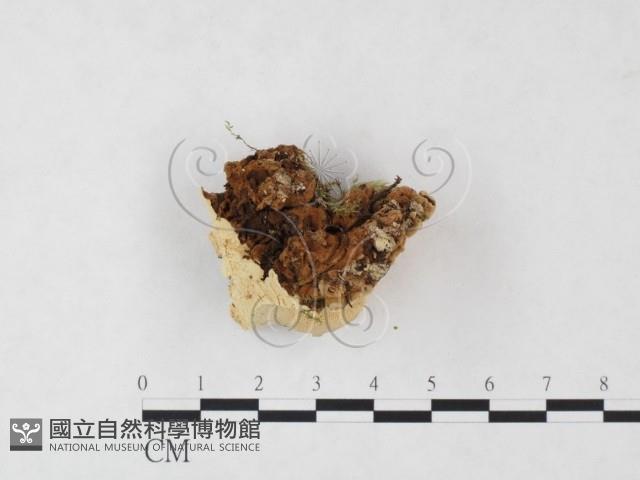 登錄號:F0005981藏品圖，第3張