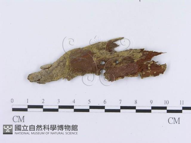 登錄號:F0019981藏品圖，第3張