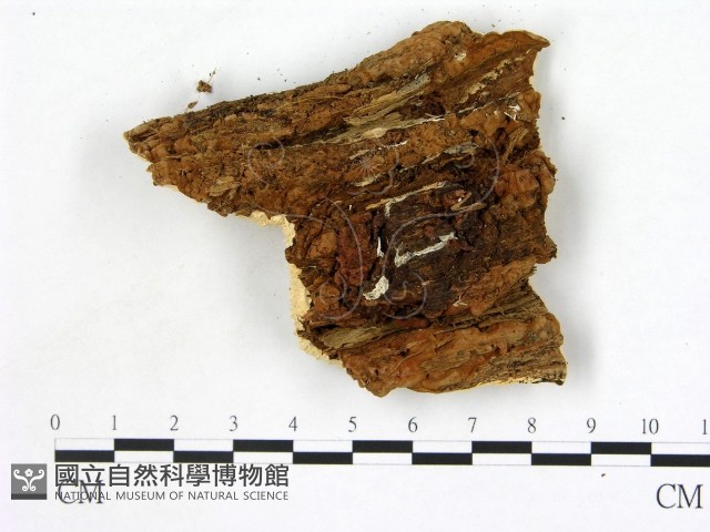 登錄號:F0013981藏品圖，第3張