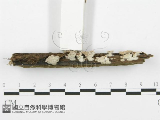 裂褶菌藏品圖，第3張