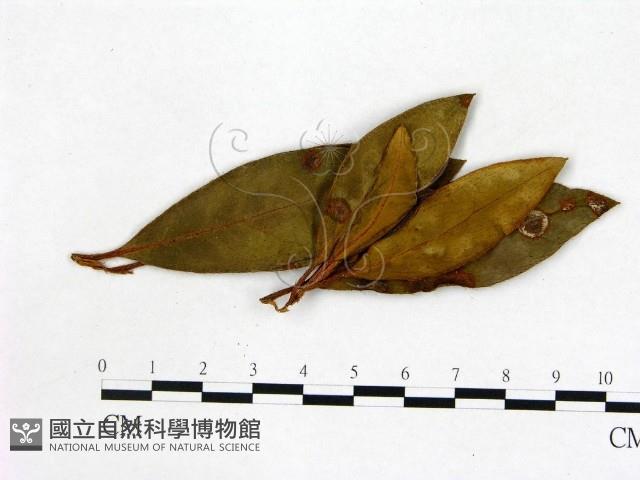 登錄號:F0020681藏品圖，第3張