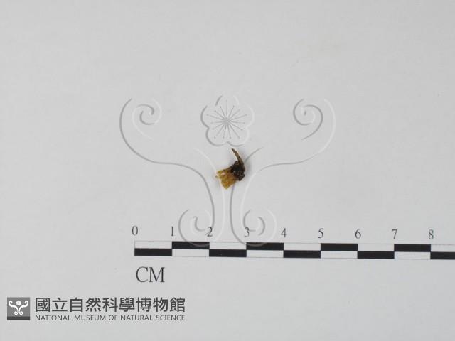 銀耳屬藏品圖，第3張