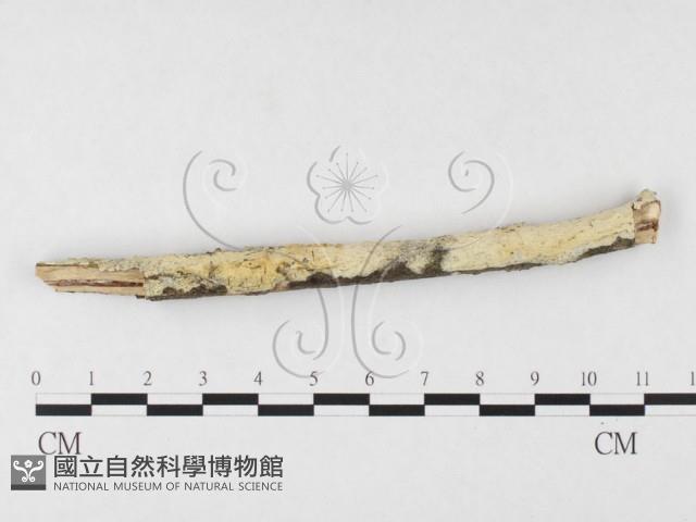 登錄號:F0026681藏品圖，第3張