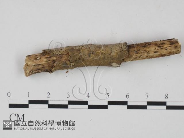 館號:F0021681藏品圖，第3張