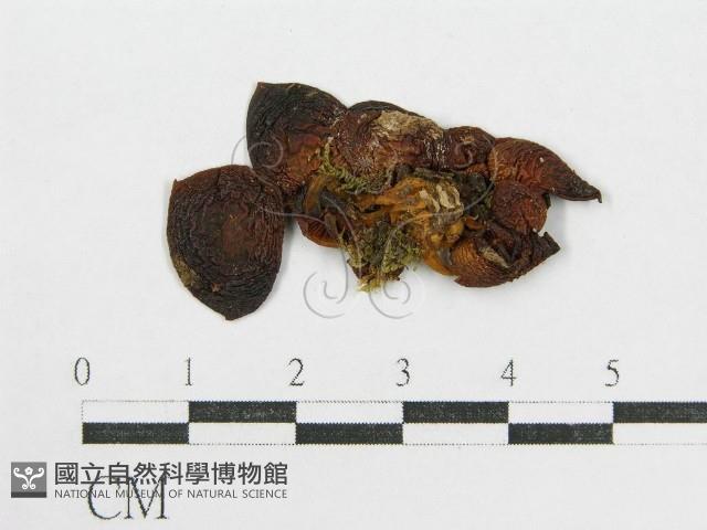 登錄號:F0001681藏品圖，第3張