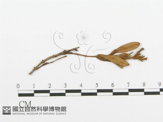 登錄號:F0011681藏品圖，第1張