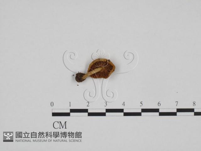 登錄號:F0024681藏品圖，第3張