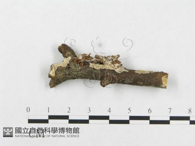 登錄號:F0014681藏品圖，第3張