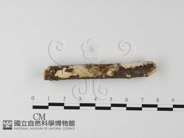 登錄號:F0022681藏品圖，第3張