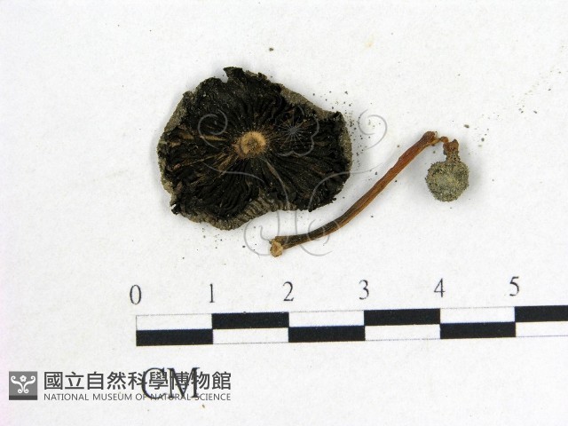 鬼傘屬藏品圖，第3張
