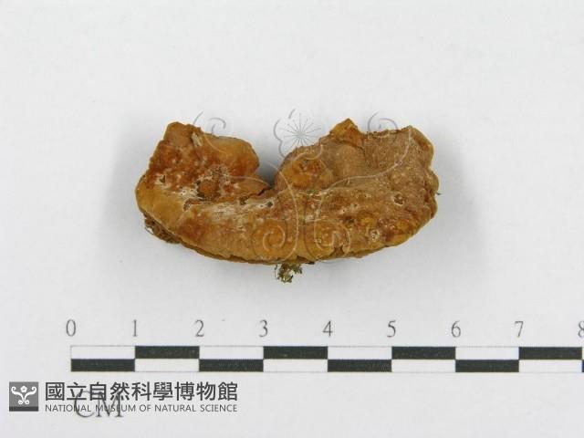 木層孔菌屬藏品圖，第3張
