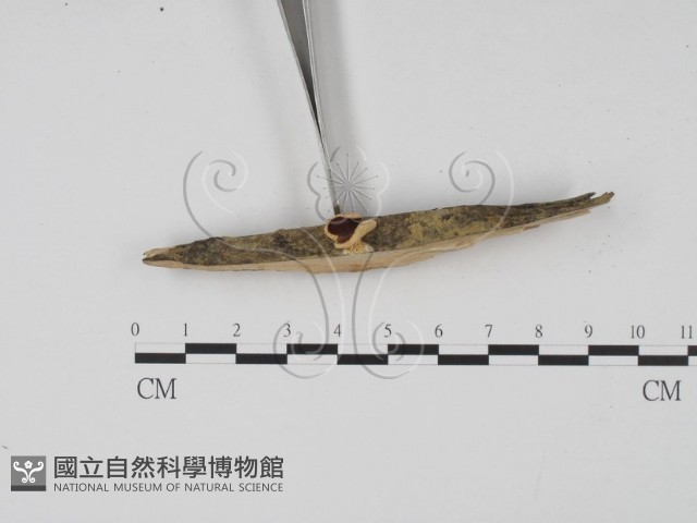 登錄號:F0007681藏品圖，第3張