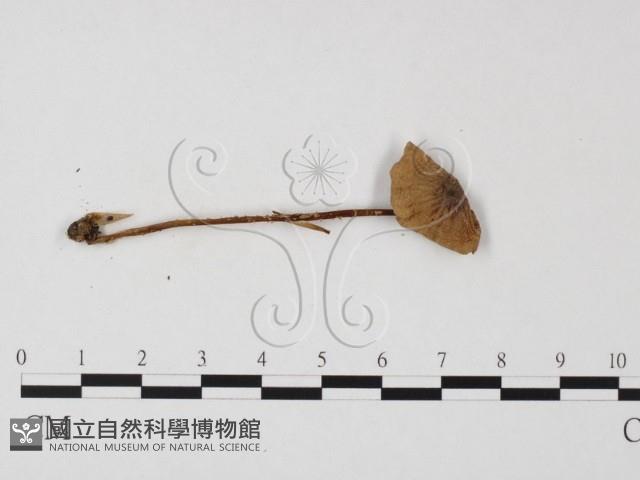 小菇屬藏品圖，第3張