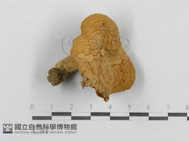 登錄號:F0009681藏品圖，第3張