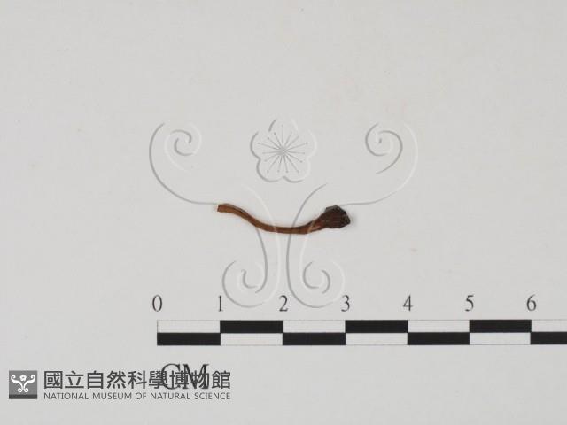 登錄號:F0019681藏品圖，第3張