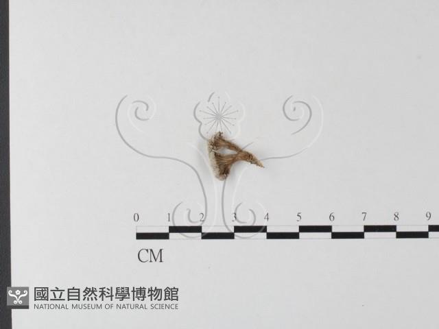 裂褶菌藏品圖，第3張