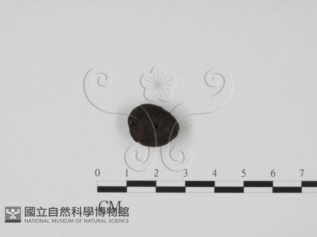 炭角菌屬藏品圖，第3張