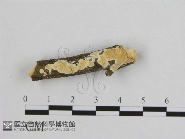 登錄號:F0013681藏品圖，第3張