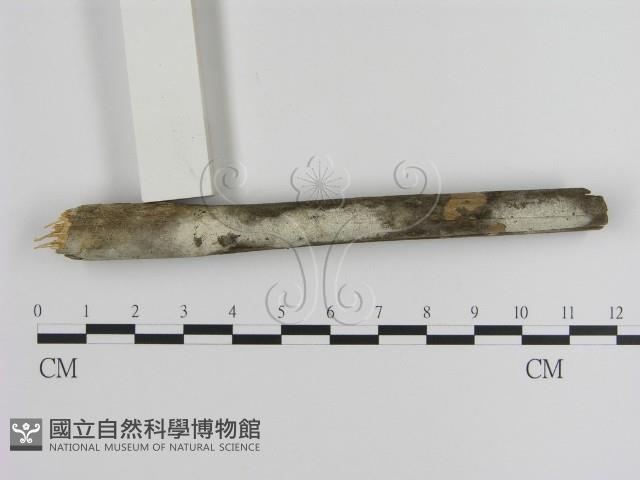 絲皮菌屬藏品圖，第3張