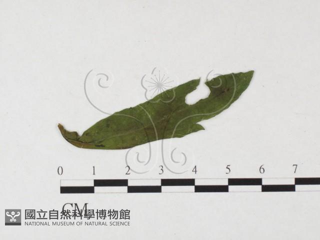 登錄號:F0026481藏品圖，第1張