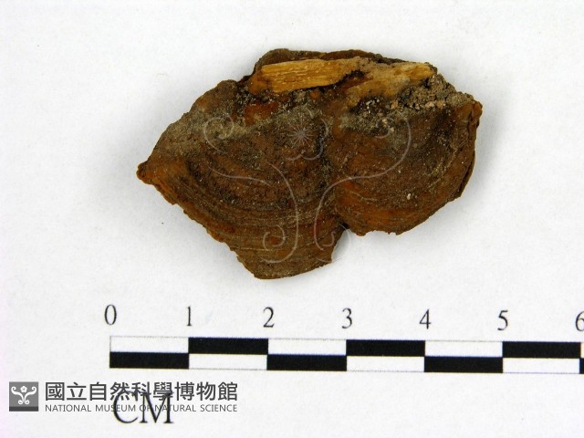 登錄號:F0016481藏品圖，第1張