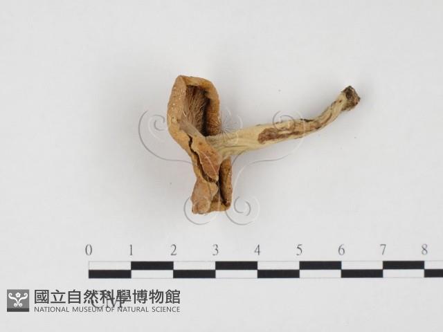 乳菇屬藏品圖，第3張