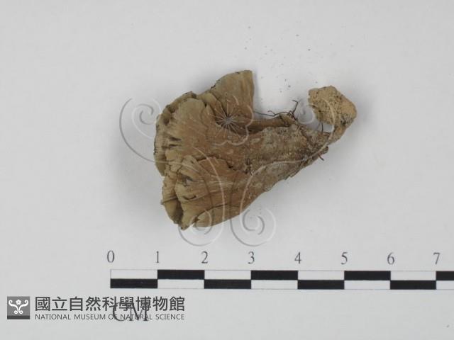 棕色革菌藏品圖，第3張