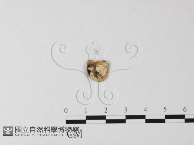 登錄號:F0007481藏品圖，第3張