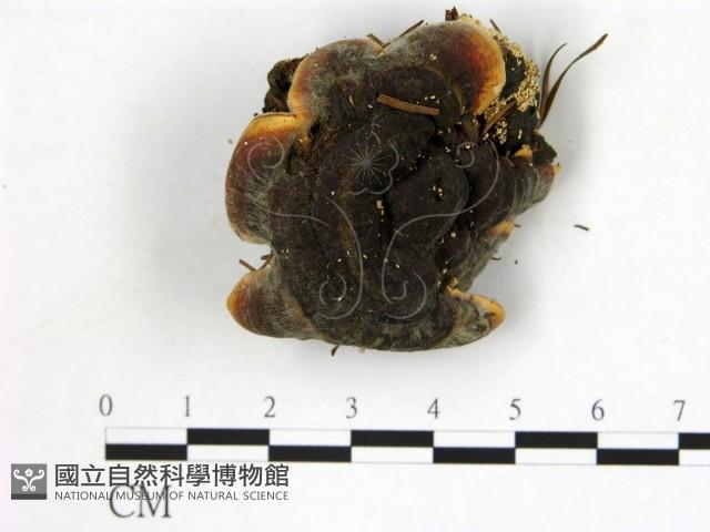 登錄號:F0017481藏品圖，第3張