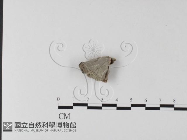 毛木耳藏品圖，第3張