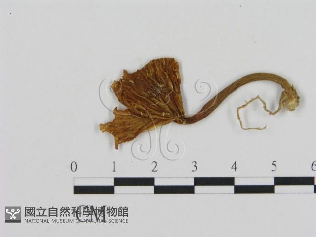 登錄號:F0005481藏品圖，第3張