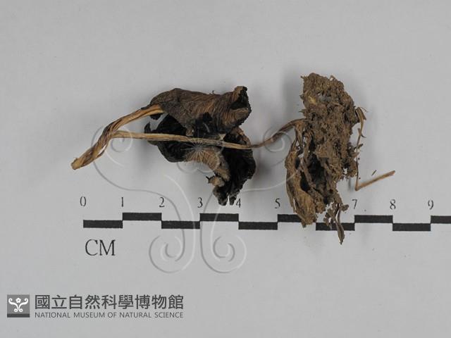 登錄號:F0029481藏品圖，第3張