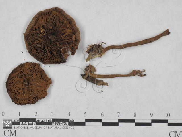 Accession Number:F0023481 Collection Image, Figure 3, Total 3 Figures