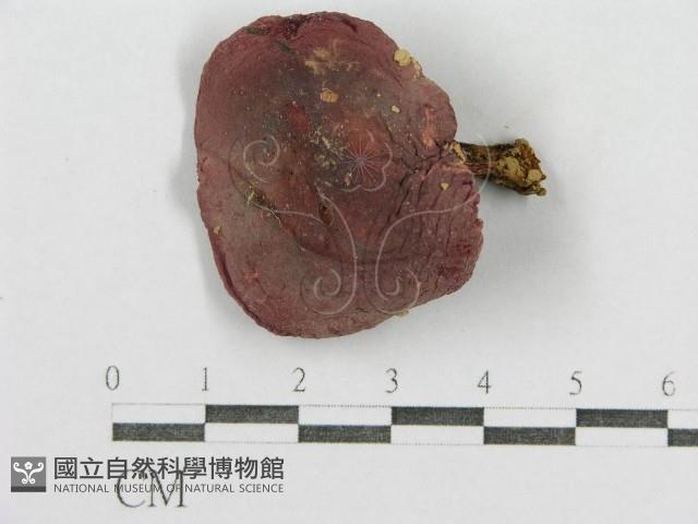 紅菇屬藏品圖，第3張