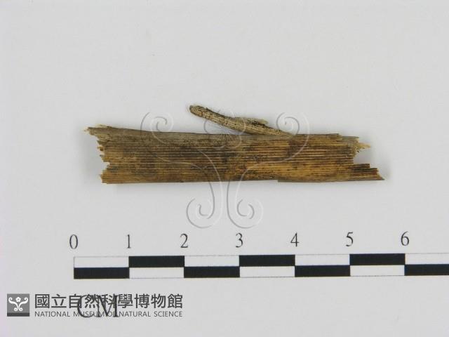 登錄號:F0013481藏品圖，第3張