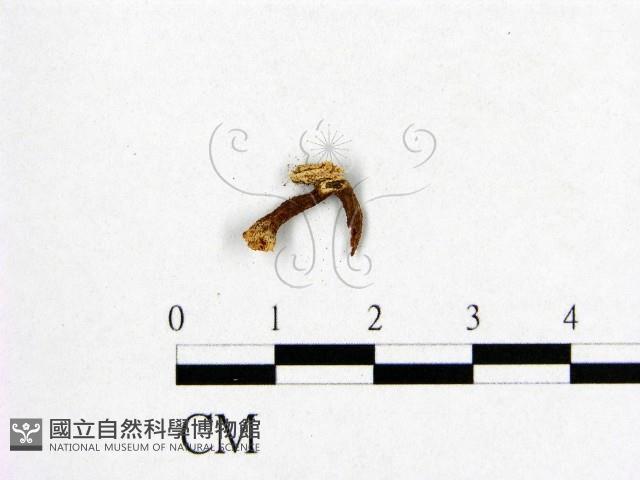 登錄號:F0008781藏品圖，第3張